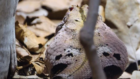 Close up of Gaboon Viper snake Stock Footage 119446101