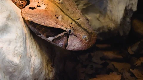 Close up of Gaboon Viper snake Stock Footage 121854192