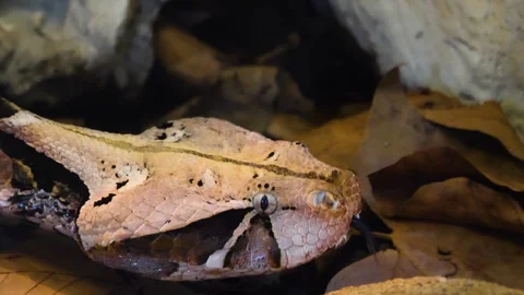 Close up of Gaboon Viper snake Video stock 121854322