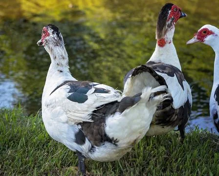 Close Up Of A Gaggle Of Geese Stock Photos