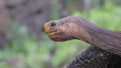 Close up of a Galápagos giant tortoise in the wild on the Galápagos Islands Stock Footage 312401117