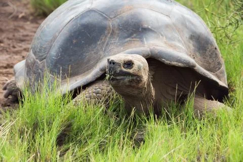 Close-up of a Galapagos tortoise Stock Photos