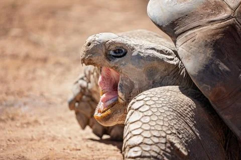 Close Up Of A Galapagos Tortoise Stock Photos