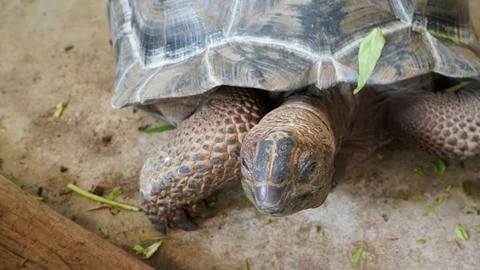 Close up of a Galapagos Tortoise Stock Photos