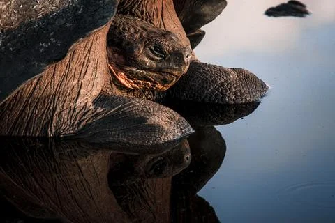 Close-up of Galapagos Tortoise in Reflection Stock Photos