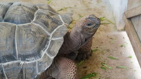 Close Up of a Galapagos Tortoise Shell and Head Stock Photos