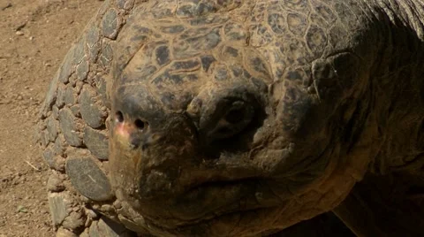 Close Up of a Galapagos turtle crawling in the sande Stock Footage 68145016