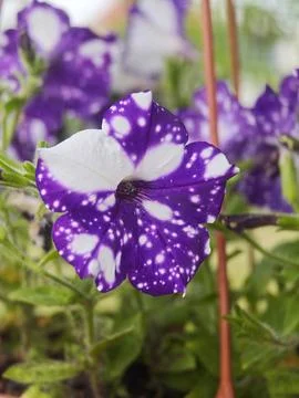 Close-up of a Galaxy Patterned Petunia Flower Stock Photos