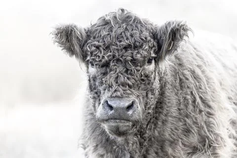Close up of a Galloway ox Stock Photos