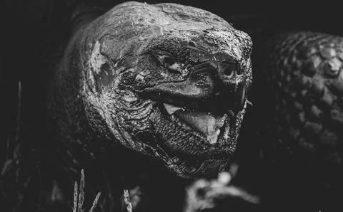 Close up of a Galpagos Tortoise Stock Photos