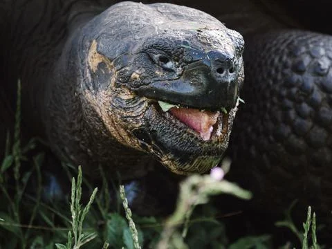 Close up of a Galpagos Tortoise Stock Photos