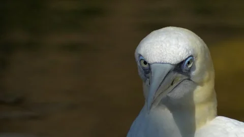 Close up of Gannet bird  Stock-Footage 266672224