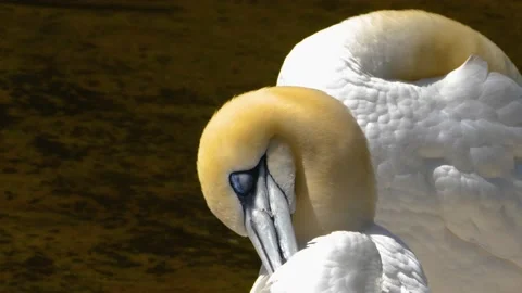Close up of Gannet Stock Footage 142970306