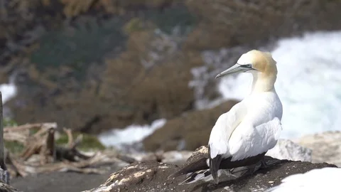 Close up gannet windy feathers New Zealand Muriwai colony waves Stock Footage 122918156