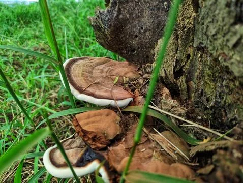 Close up of Ganoderma applanatum Stock Photos