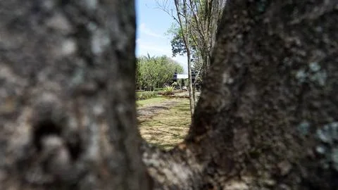 Close Up from the gap of the tree 01 Stock Photos