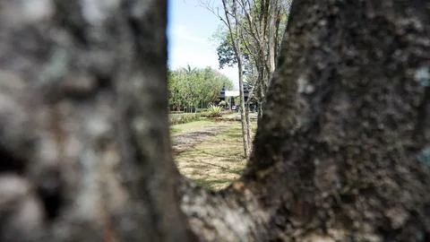 Close Up from the gap of the tree 02 Stock Photos