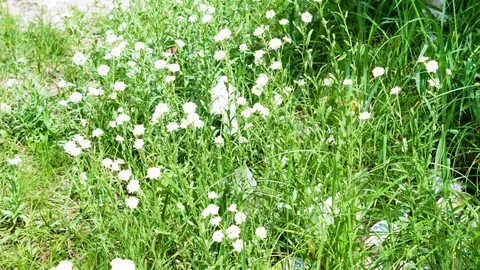 Close up of garbage lying among grass on river bank in public park. 4K Vidéo 126156453