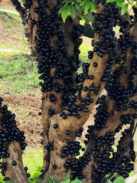 Close-up of Garbo fruit growing on tree trunk Stock Photos