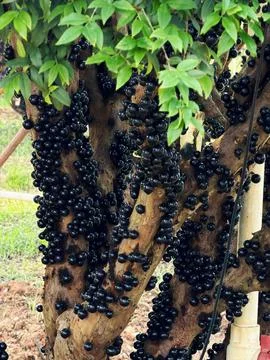 Close-up of Garbo fruit growing on tree trunk Stock Photos