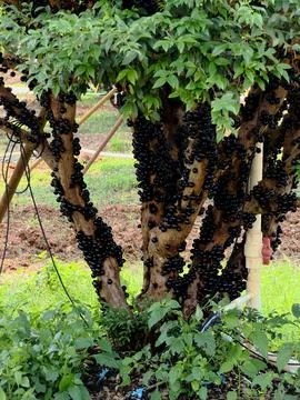 Close-up of Garbo fruit growing on tree trunk Stock Photos