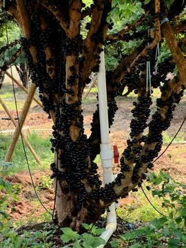 Close-up of Garbo fruit growing on tree trunk Stock Photos