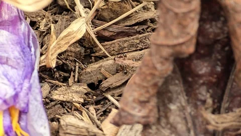 Close up of garden ants walking over mulch in a flower bed Stock Footage 306322845