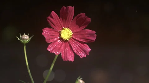 A close up of a garden cosmos flower Stock Footage 265494054