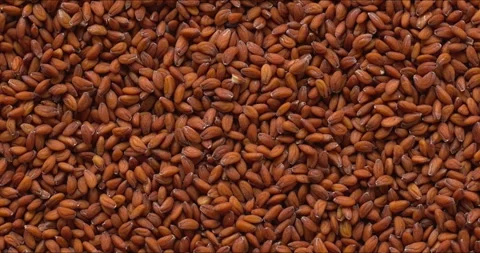 Close-up of garden cres seeds as a background texture. Stock Footage 333035897