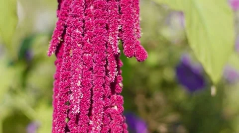 Close-up of garden flower 스톡 동영상 8574131