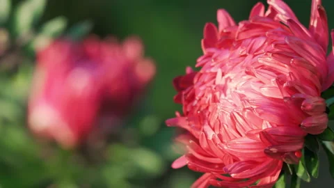 Close-up, garden flowers aster Stock Footage 163366448