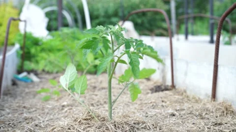 A close up of a garden Video stock 132026448
