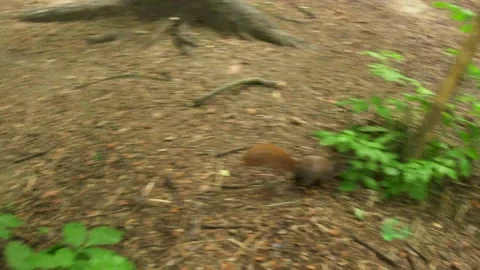 A close up of a garden Stock Footage 155393002