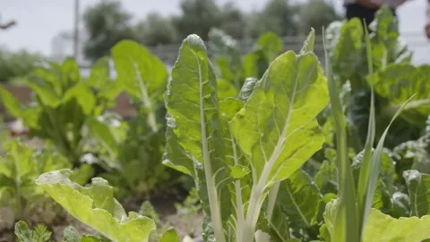 A close up of a garden Stock Footage 155452602