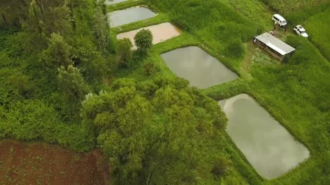 A close up of a garden Stock Footage 155510382