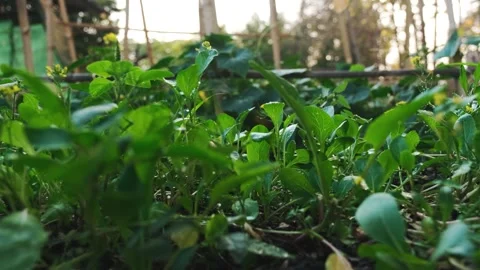 A close up of a garden Vídeos de archivo 156847845