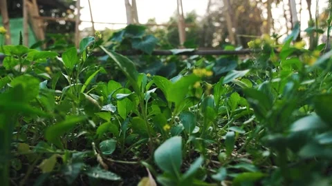 A close up of a garden Видео 157872799