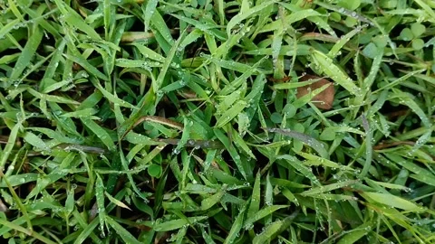 Close up of garden grass exposed to rain water. texture effect. grass texture. Stock Footage 308906574
