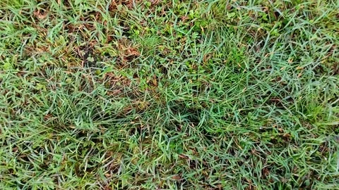Close up of garden grass. texture effect. grass texture. 스톡 동영상 308991016