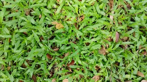 Close up of garden grass. texture effect. grass texture. 스톡 동영상 309083401