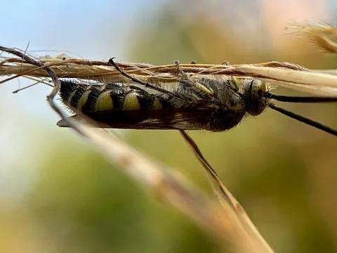 Close-up of a garden insect. Stock Photos