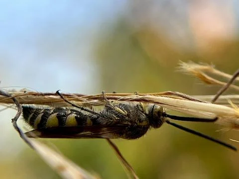 Close-up of a garden insect. Stock Photos
