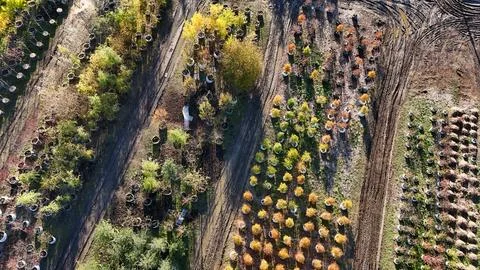 A close up of a garden with many different types of trees and plants Stock Photos
