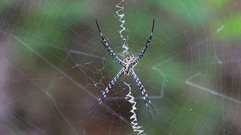 Close-up Garden Orb spider Argiope lobata with zig zag web decoration Stock Footage 304044304