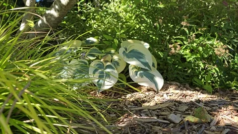 Close Up Of A Garden Patch In The City. Video stock 247610368