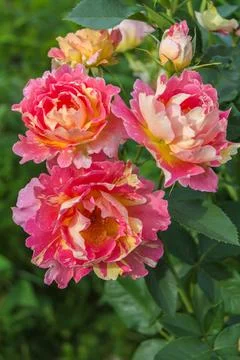 Close-up of garden rose Stock Photos