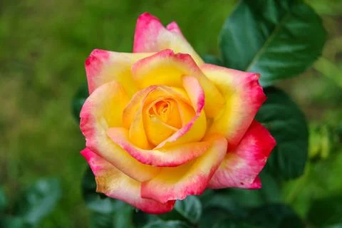 Close-up of garden rose Pullman Orient Express Stock Photos