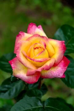 Close-up of garden rose Pullman Orient Express Stock Photos