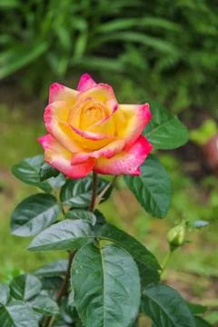 Close-up of garden rose Pullman Orient Express Stock Photos