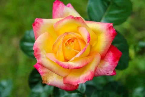 Close-up of garden rose Pullman Orient Express Stock Photos